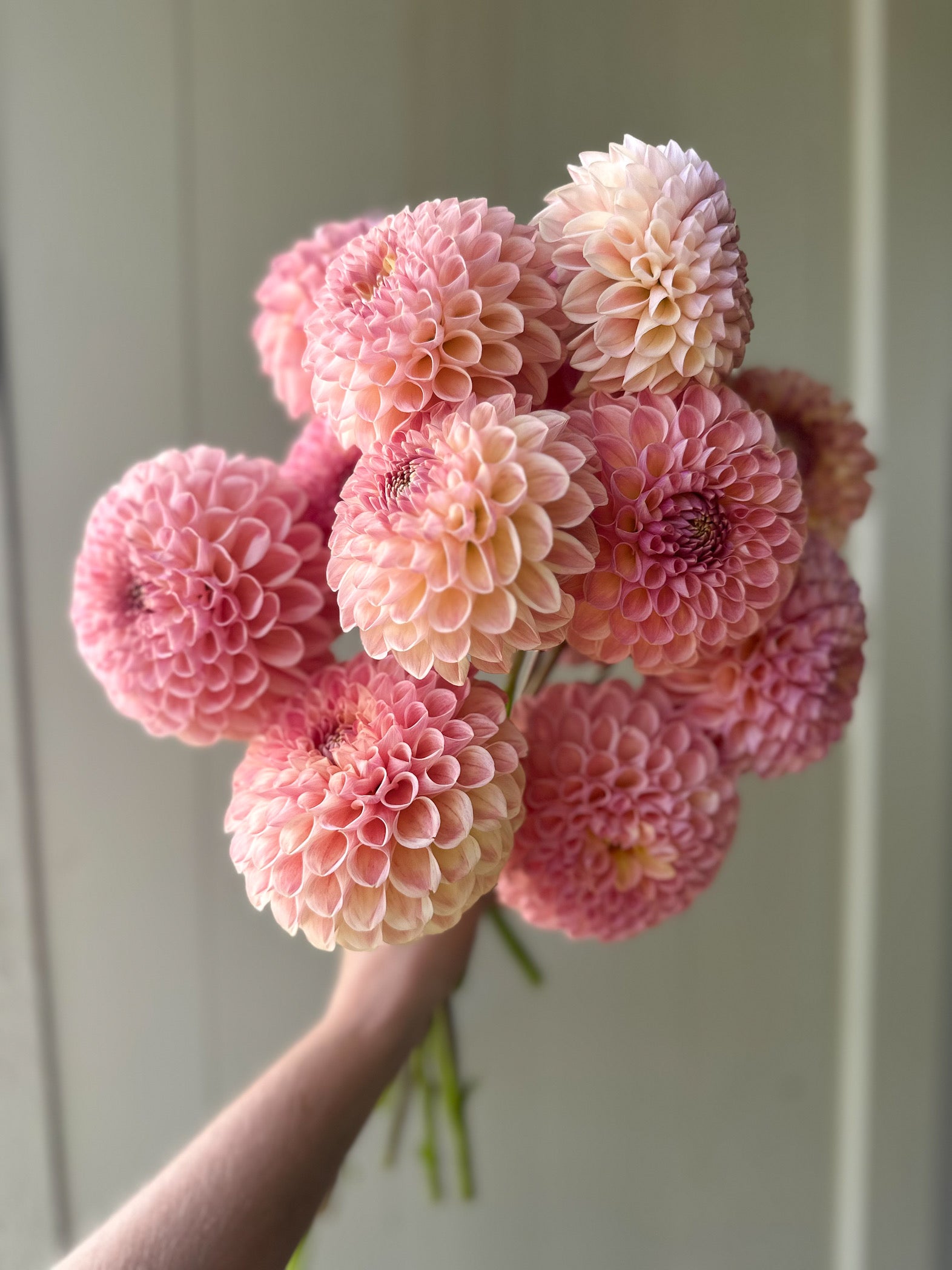 Clearview Peachy – SOLeRA Flower Farm