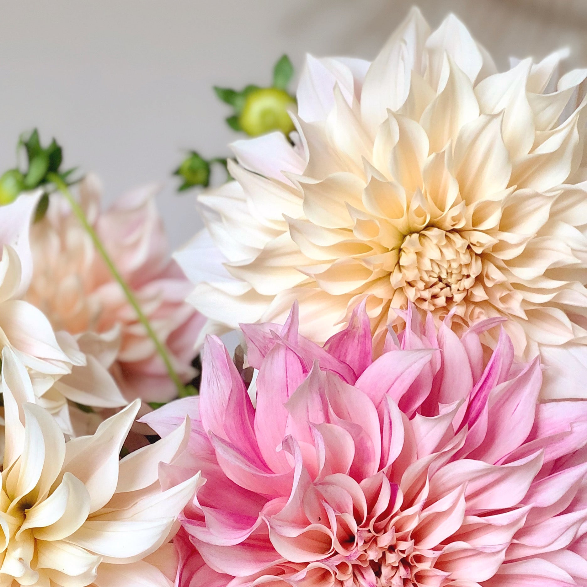 Flower-Colored Glasses