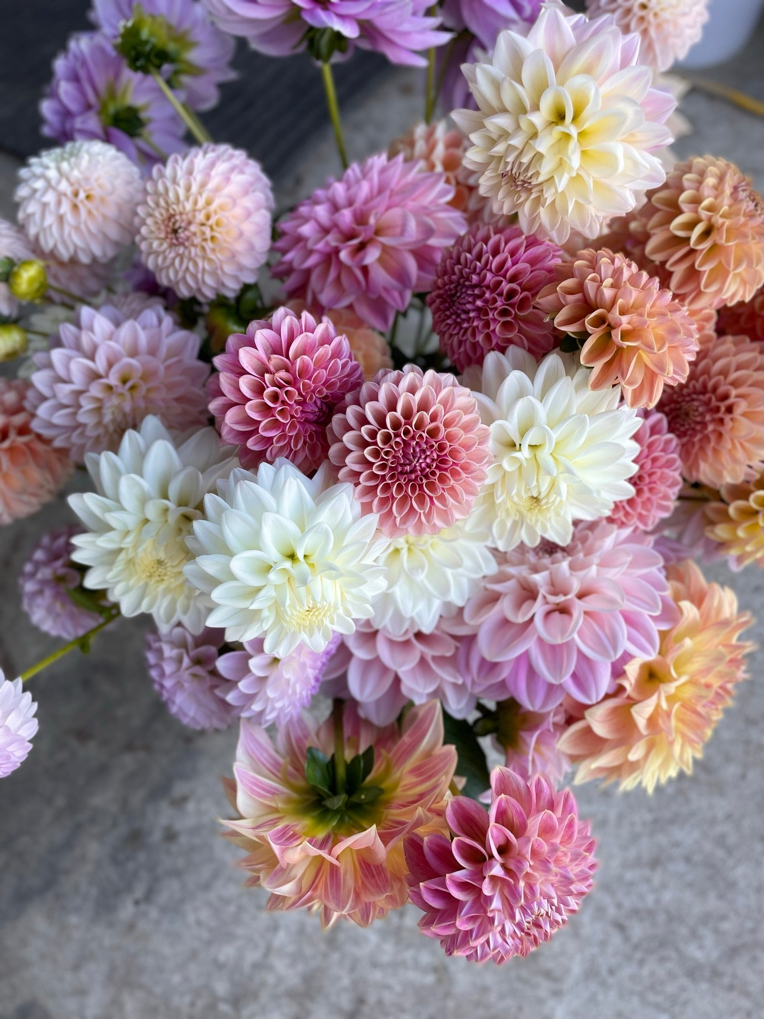 Farmer’s Favorite Dahlias