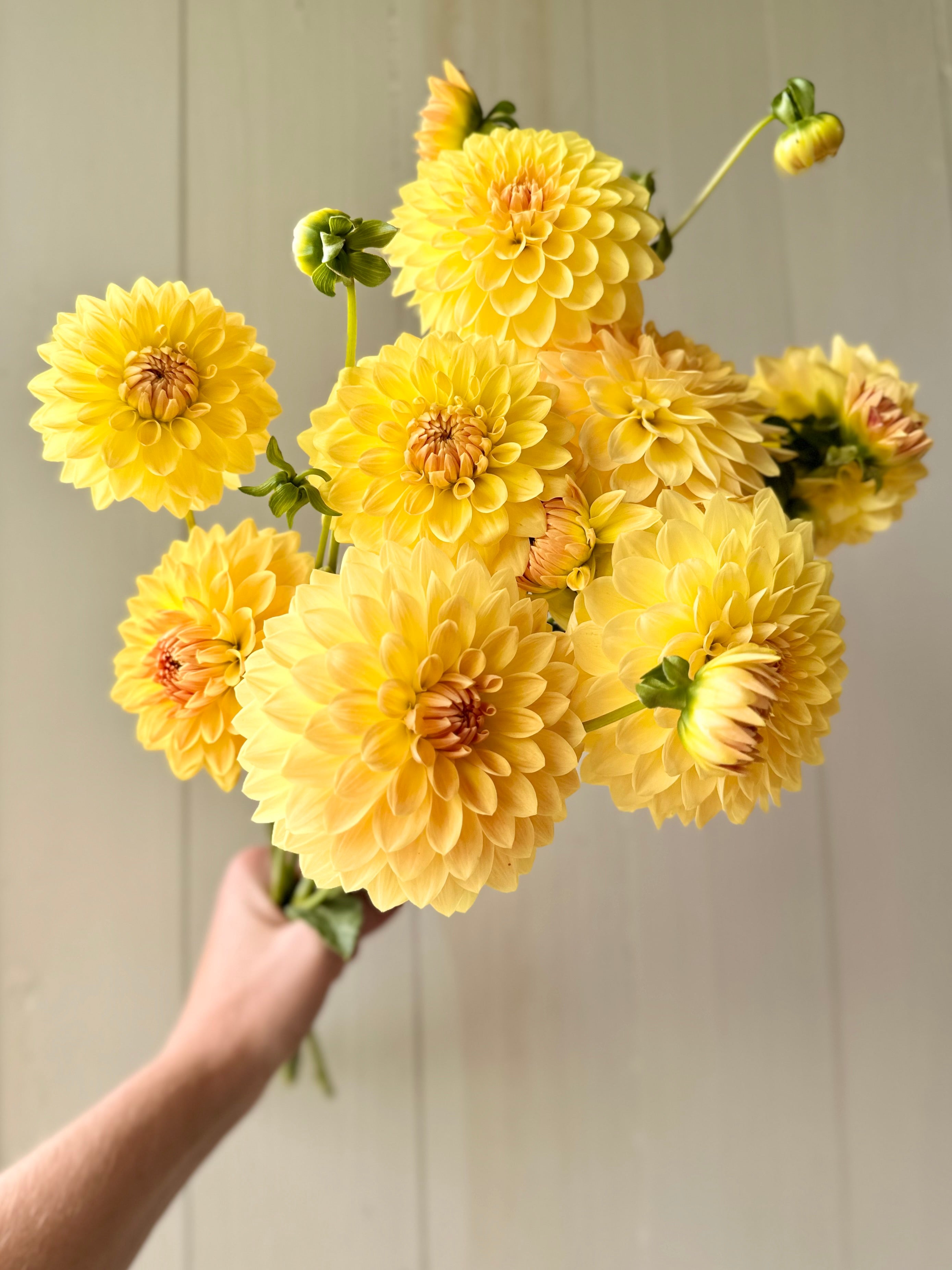 Best Tuber Producers