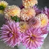 Wyn’s Mauve Mist