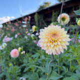 Bloomquist Blush