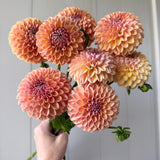 Valley Tawny