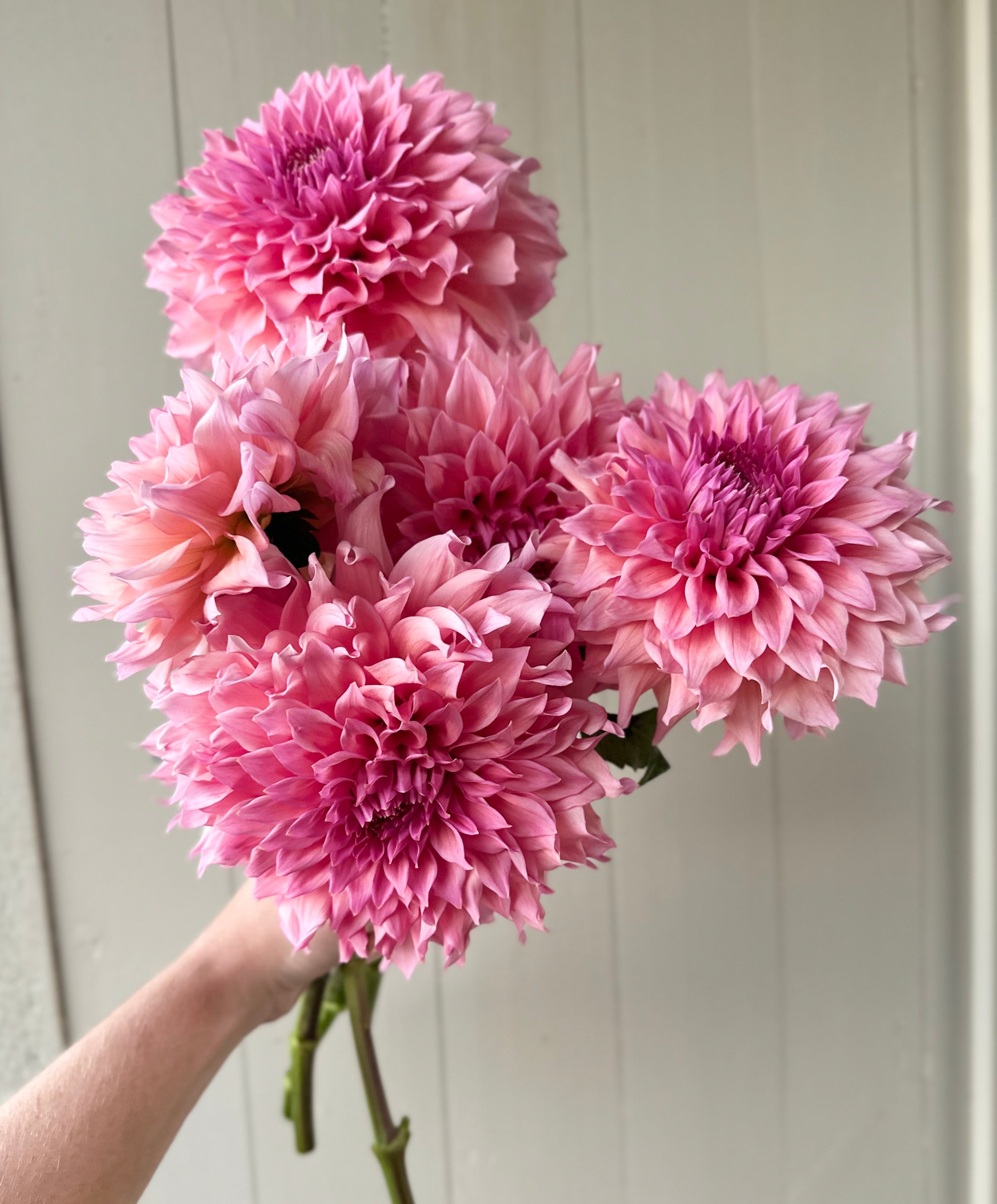 Wyn's Pink Pearl – SOLeRA Flower Farm