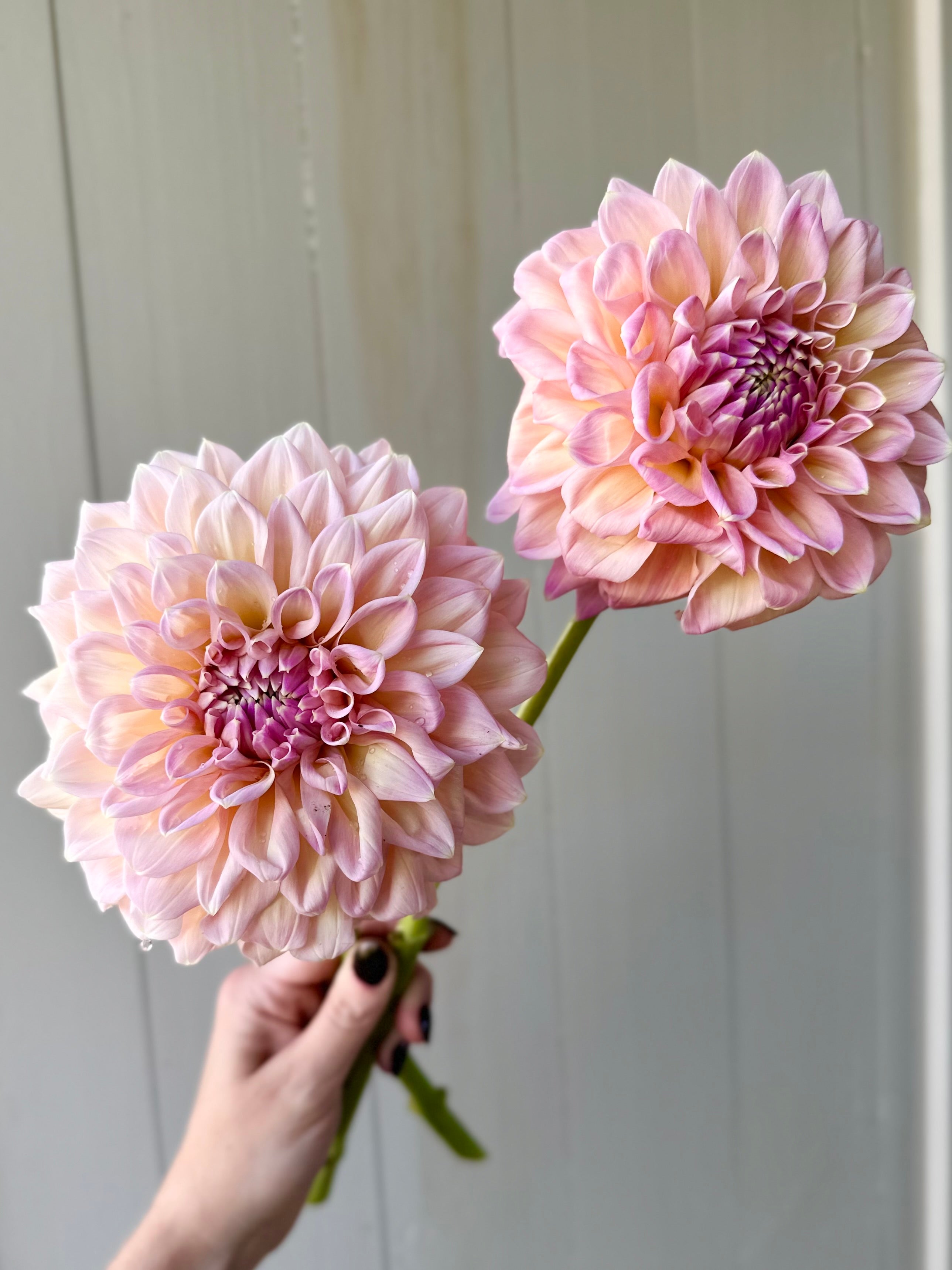Castle Drive – SOLeRA Flower Farm
