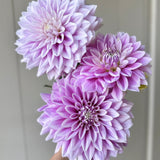 Ferncliff Inspiration