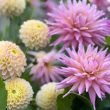 Wyn’s Mauve Mist