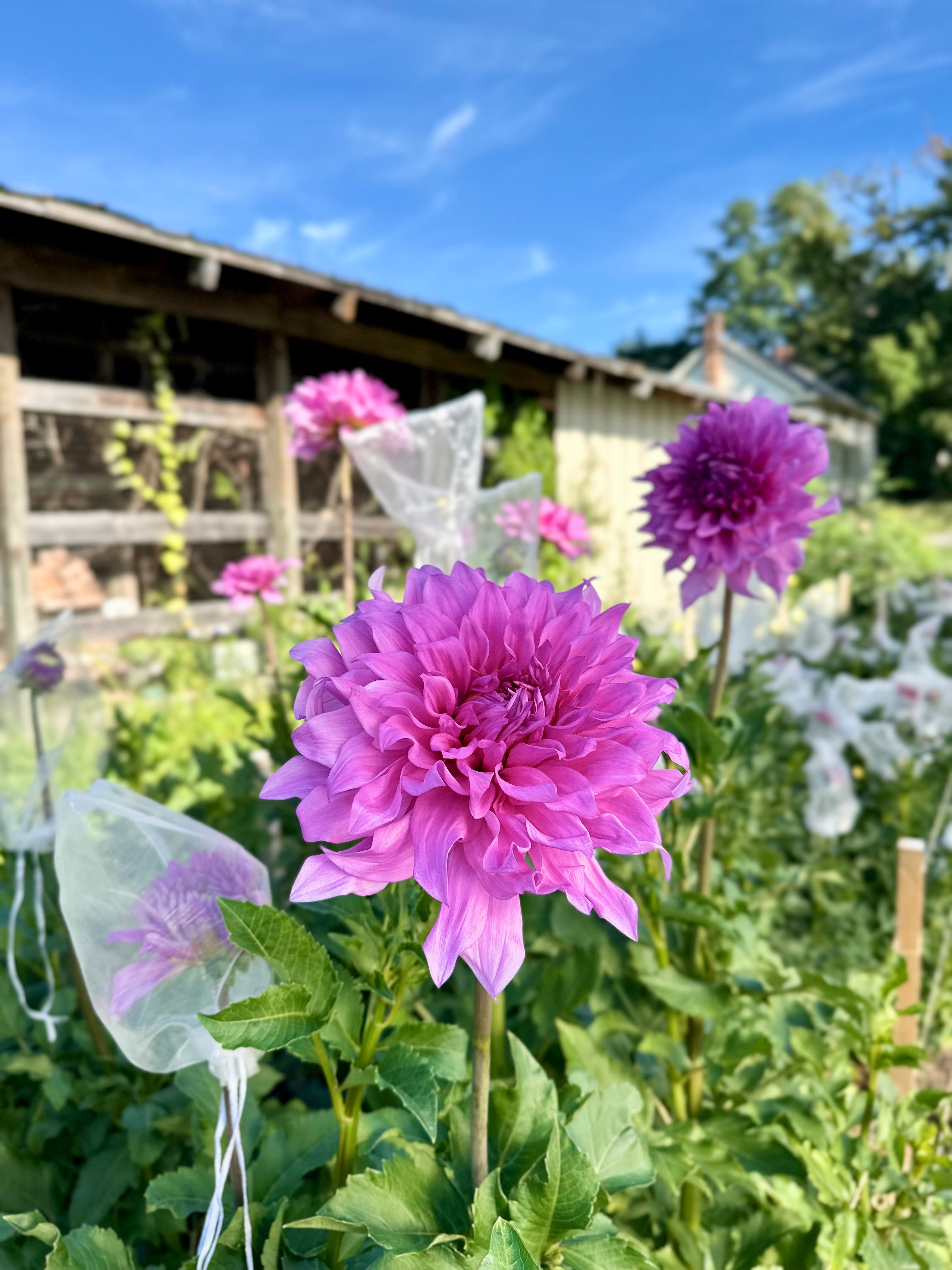 Big Impact Blooms – SOLeRA Flower Farm