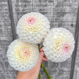 Hollyhill Miss White