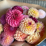 Hues of Autumn Bundle: 6 Tubers