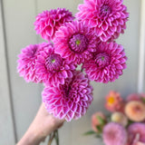 Pink Sylvia