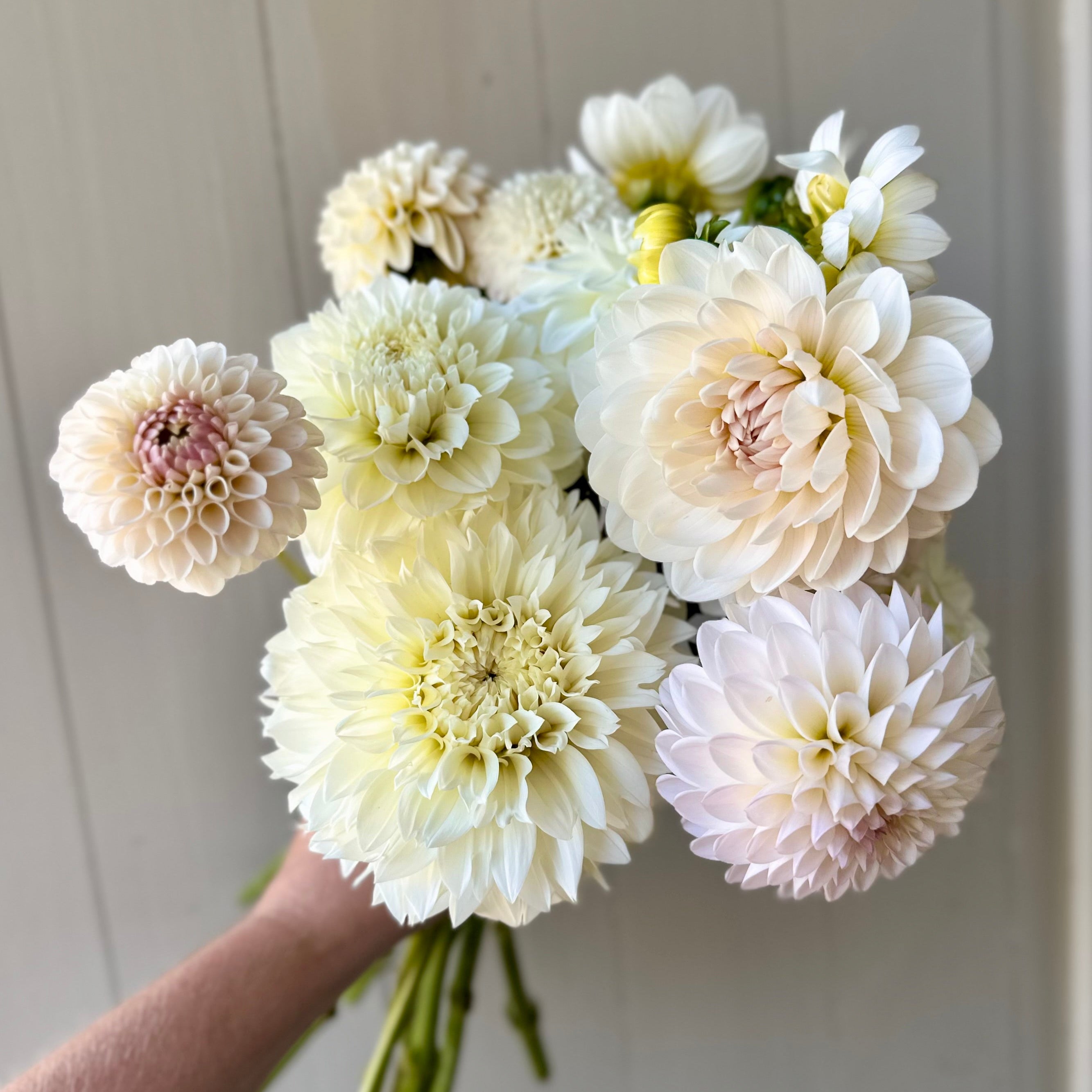 RM Raspberry Twinkle: Building Stock – SOLeRA Flower Farm
