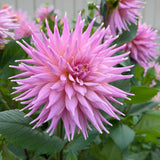 Wyn’s Mauve Mist