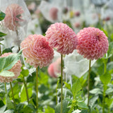 Clearview Peachy: Grade 2