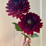 Hollyhill Black Widow