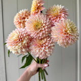 Bloomquist Blush