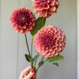 Burfoot Desert Rose