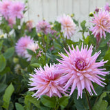 Wyn’s Mauve Mist