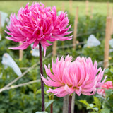 Hollyhill Cotton Candy: Building Stock