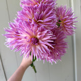 Wyn’s Mauve Mist