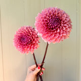 Sweet Sanne
