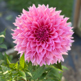 Wyn’s Pink Pearl