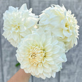 Coseytown Early Girl