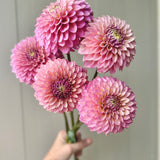 Skipley Spot of Gold