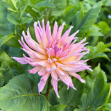 Wyn’s Mauve Mist