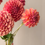 Burfoot Desert Rose