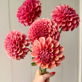 Burfoot Desert Rose