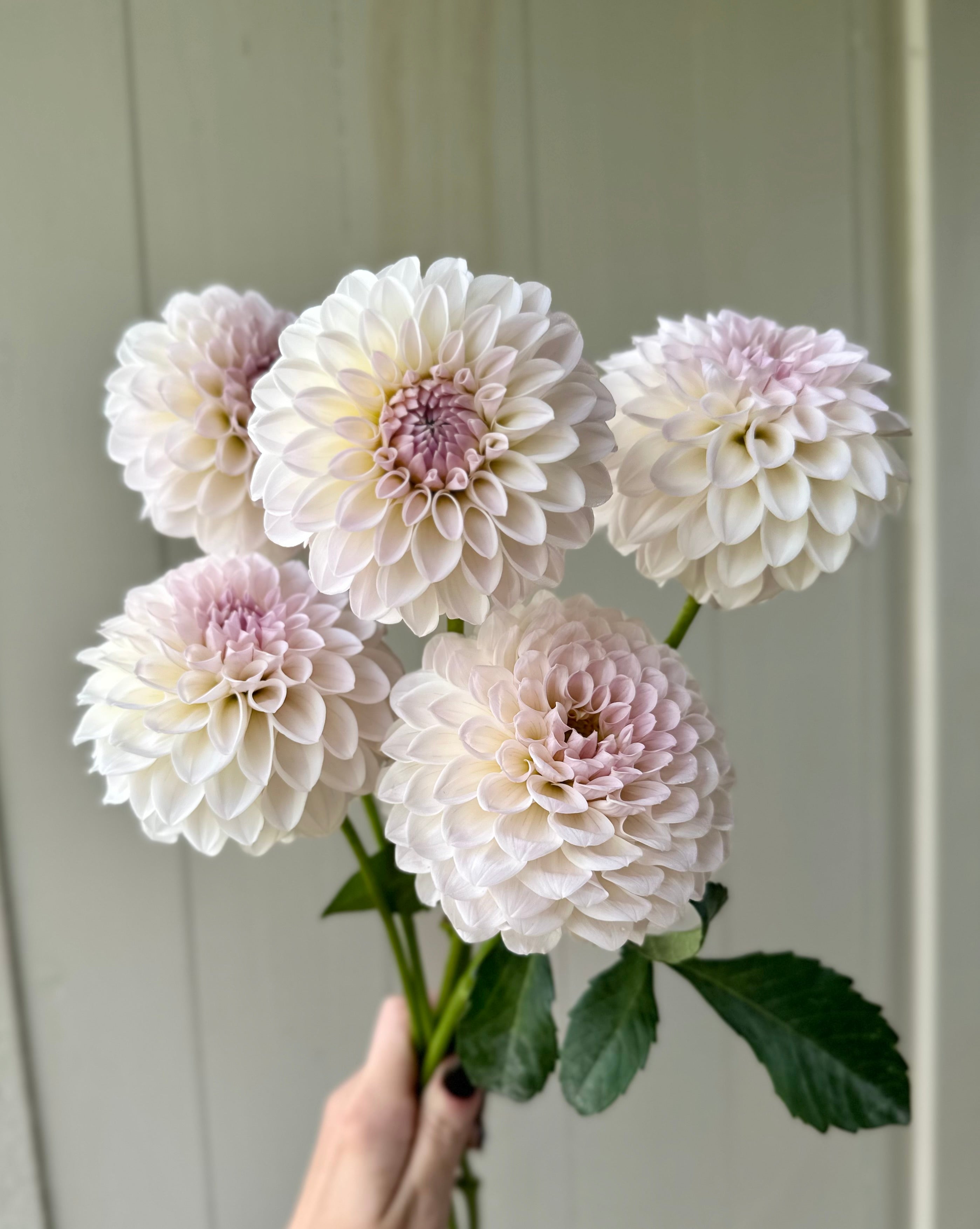 Bloomquist Tory P: Grade 2 – SOLeRA Flower Farm