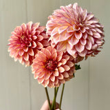 RM Raspberry Twinkle