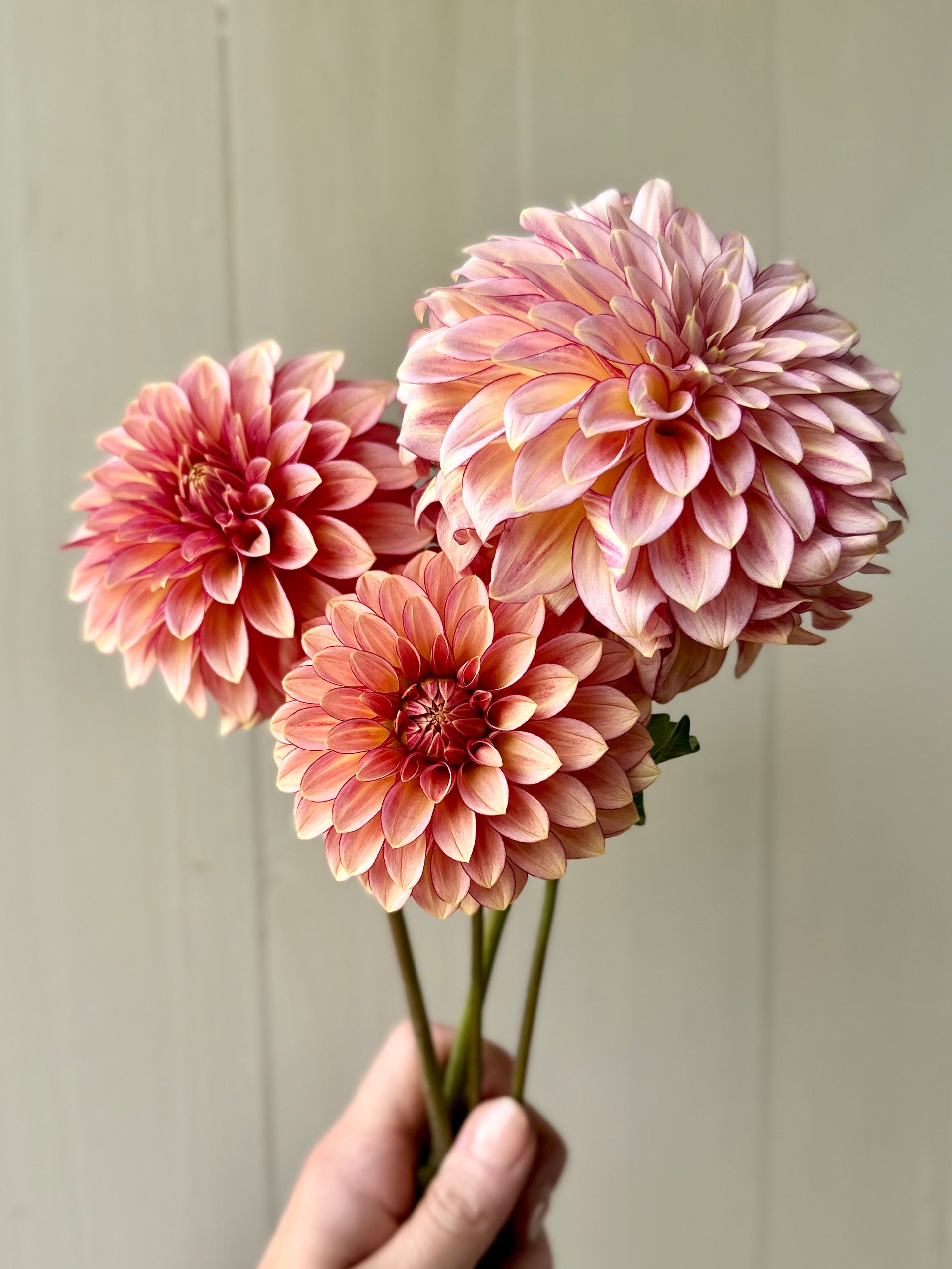 RM Raspberry Twinkle: Building Stock – SOLeRA Flower Farm