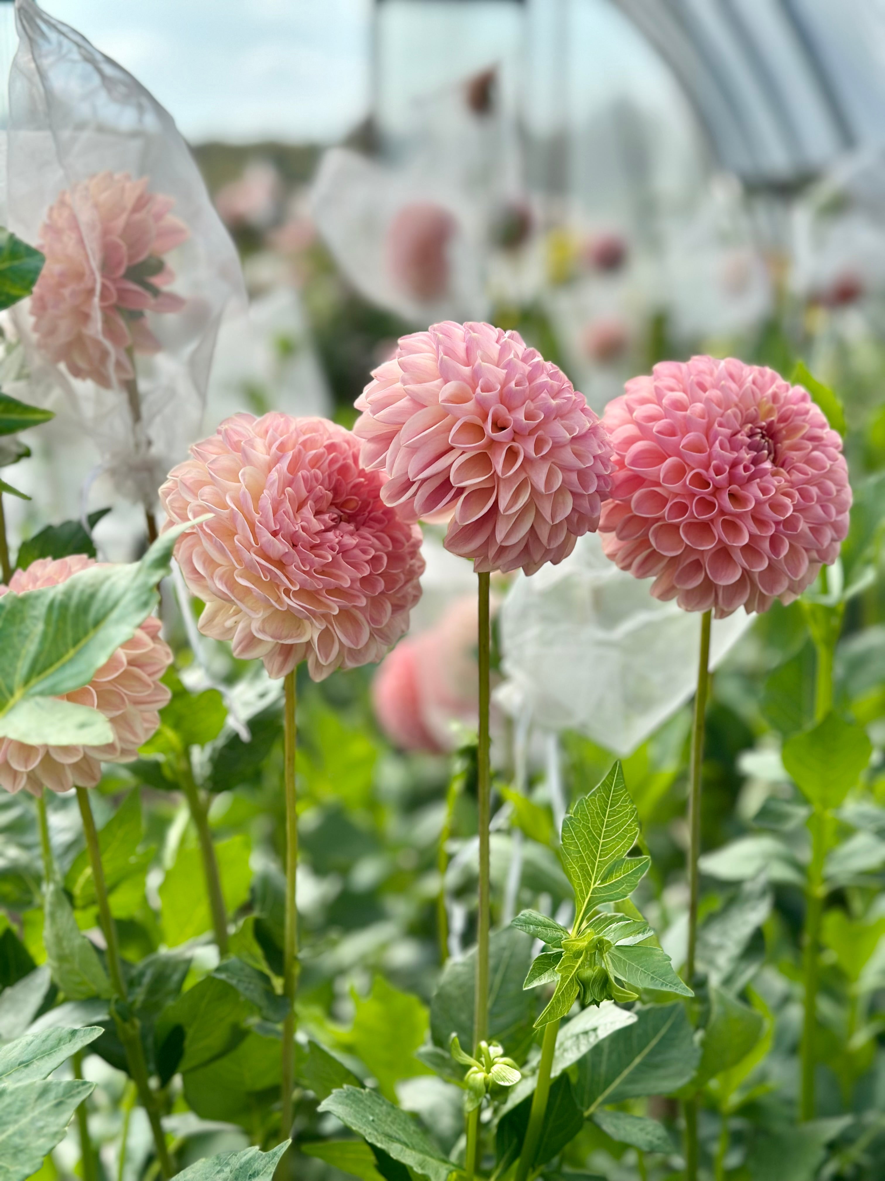 Castle Drive – SOLeRA Flower Farm