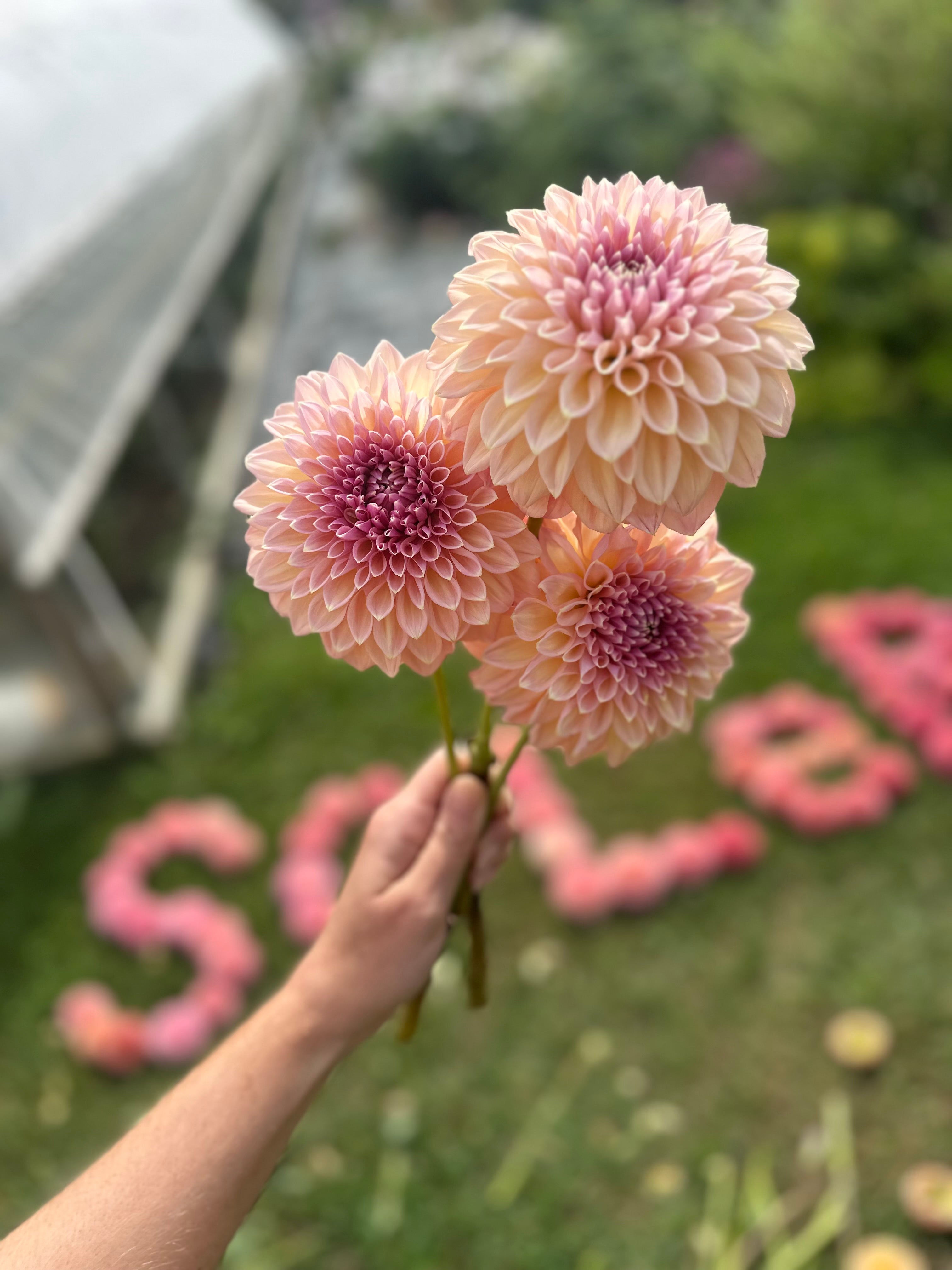 Valley Tawny – SOLeRA Flower Farm