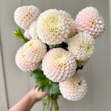 Intro to Dahlias Starter Pack