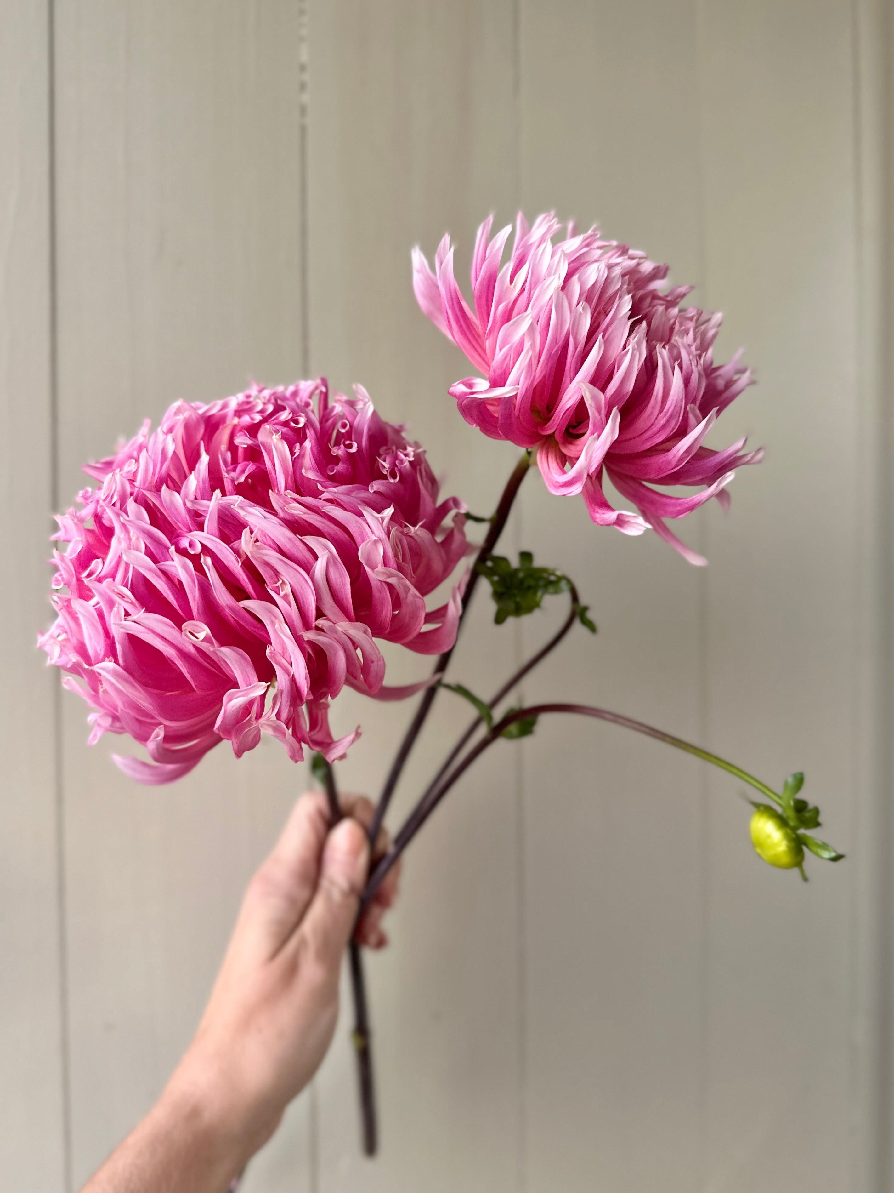 Hollyhill Cotton Candy: Building Stock – SOLeRA Flower Farm