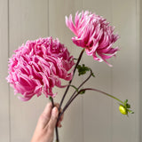 Hollyhill Cotton Candy