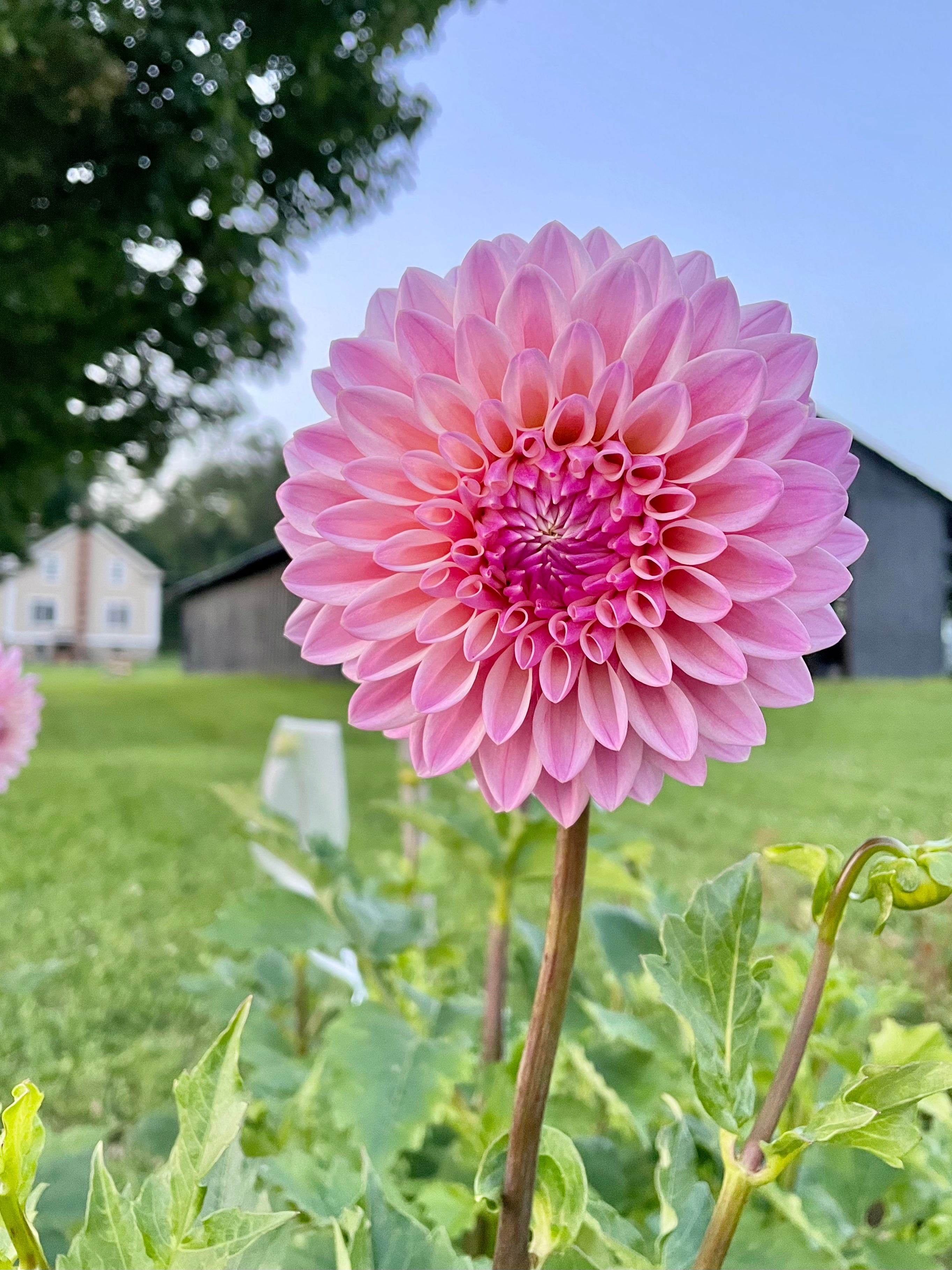 Blush Beauties – SOLeRA Flower Farm