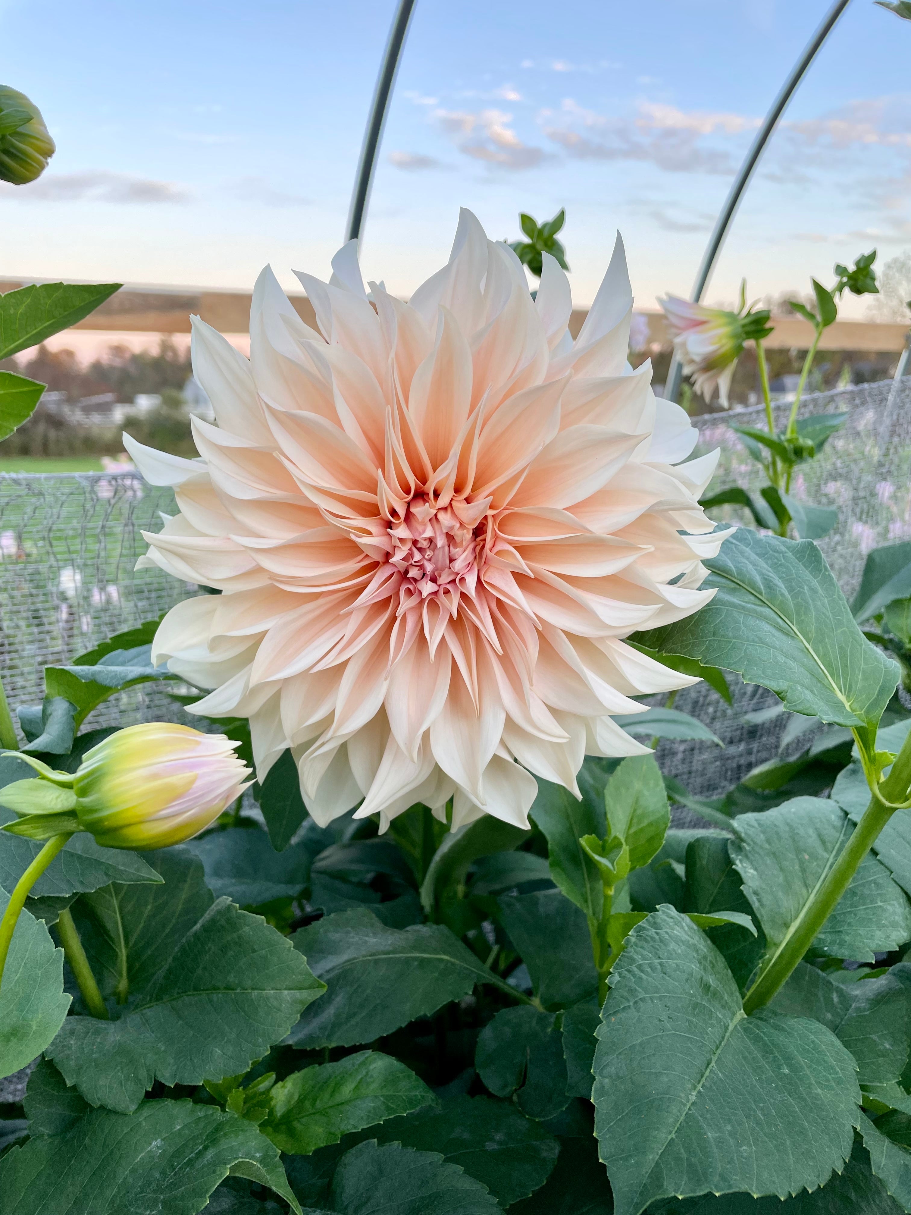 Blush Beauties – SOLeRA Flower Farm