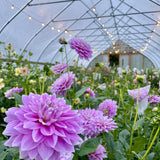 Ferncliff Inspiration